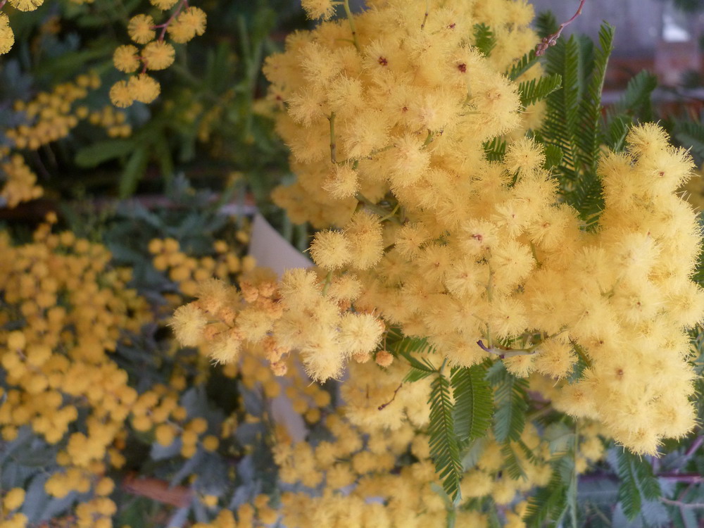 A close-up of mimosa blooms. Photo courtesy of Mike Alexander.