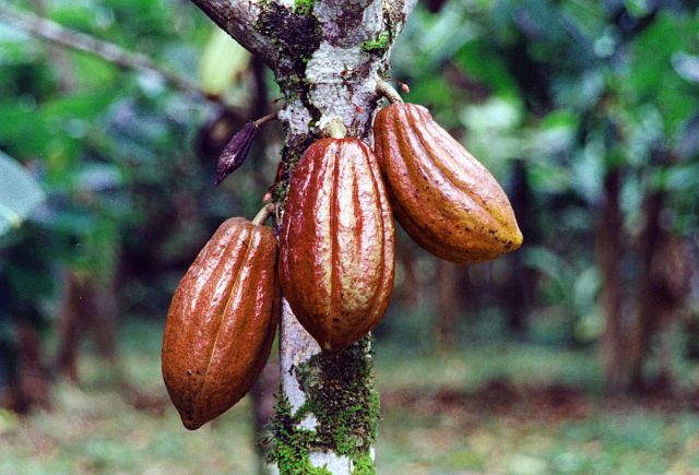 Cocoa bean pods. Photo courtesy of World Cocoa Foundation.