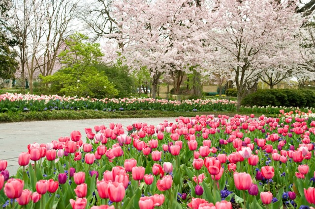 Flowers and trees in full bloom at the Dallas Arboretum. Photo courtesy of the Dallas Arboretum.