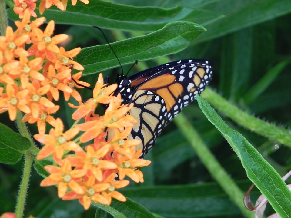 monarch-butterfly-2466540_960_720